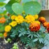マリーゴールド