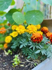 野菜畑(家庭菜園)のコンパニオンプランツ:ハーブと花の役割 Vol.1