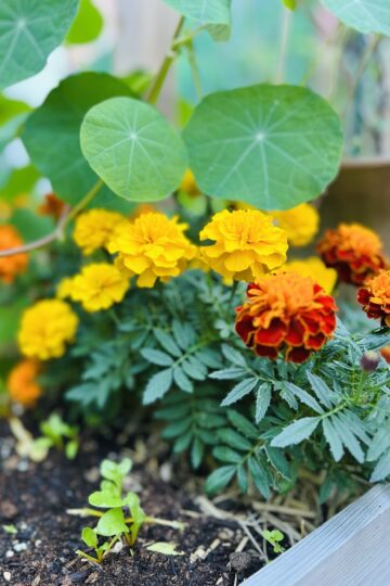 マリーゴールド