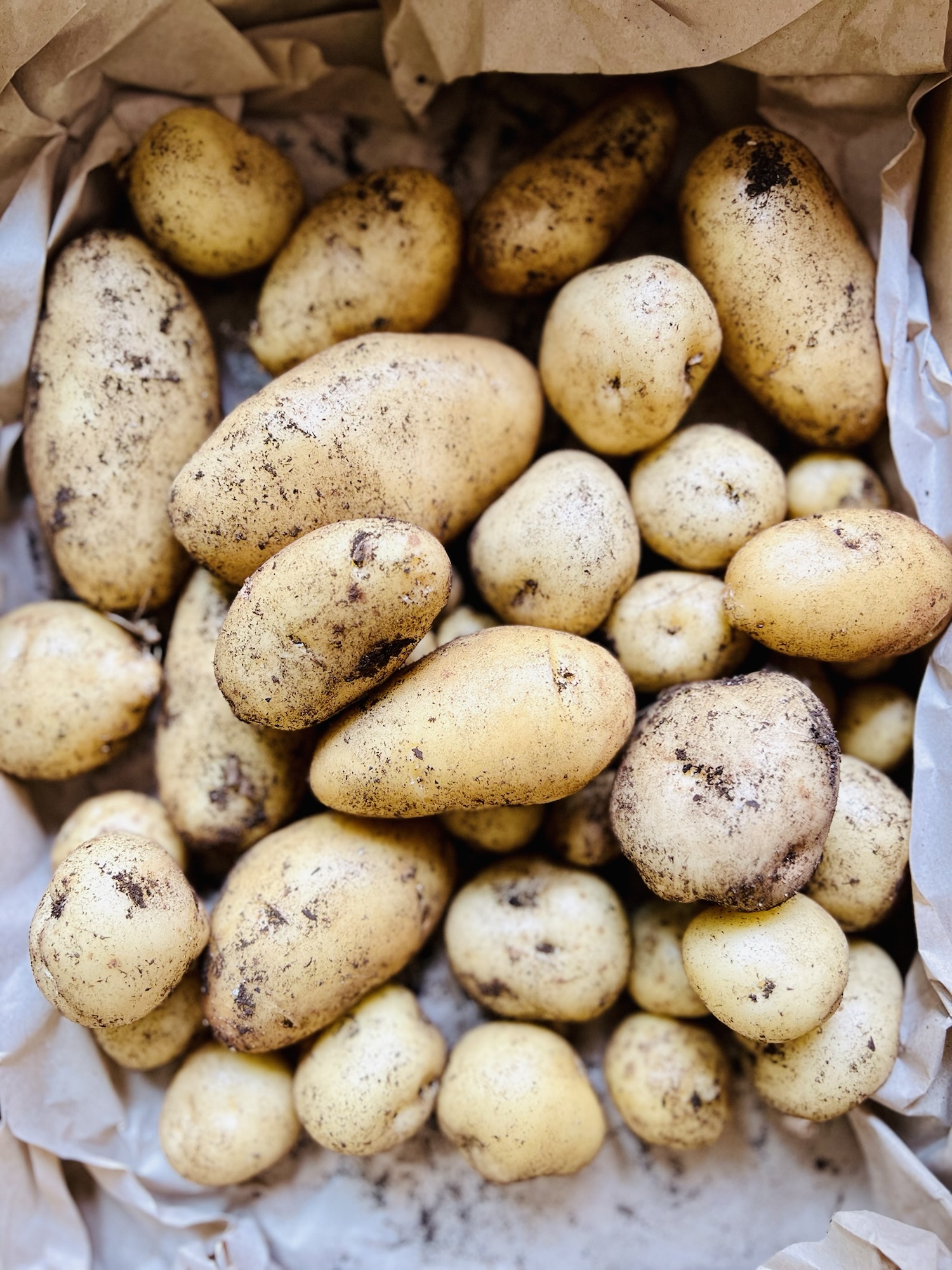 じゃがいものコンパニオンプランツ