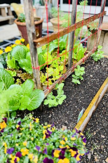 豆科のコンパニオンプランツ